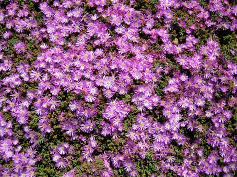A bed of Carpobrotus edulis on the California coast