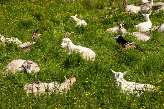 Mountain goats