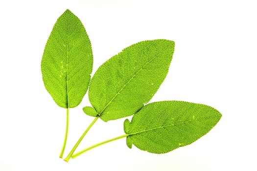 Dalmatian sage