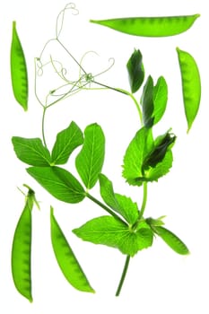 Sugar branch and pods optional