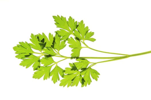 Parsley,isolated against white background