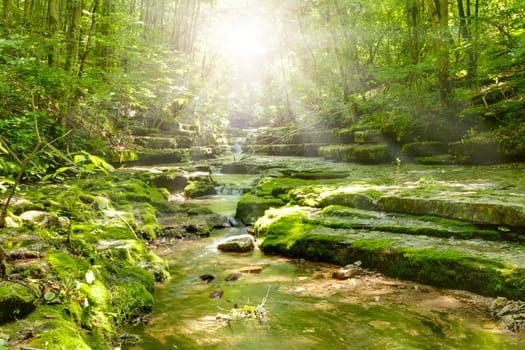 Sun shining through the trees in nature preserve in Central Kentucky