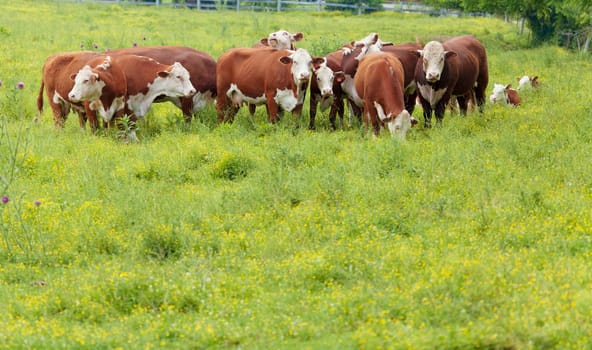 Cattle feeding on grass in a field