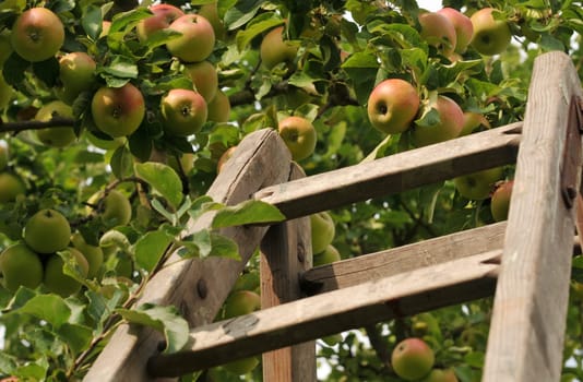 Apples without (New York)