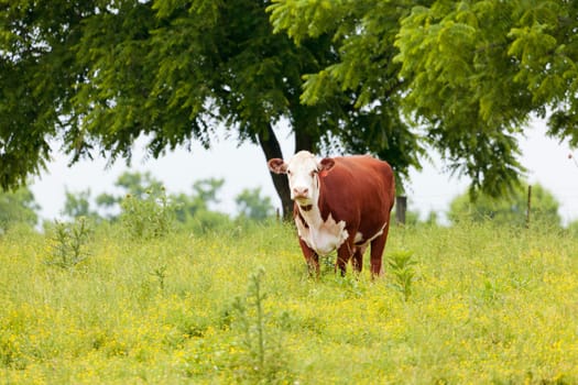 Image of a lone cow in a pasture