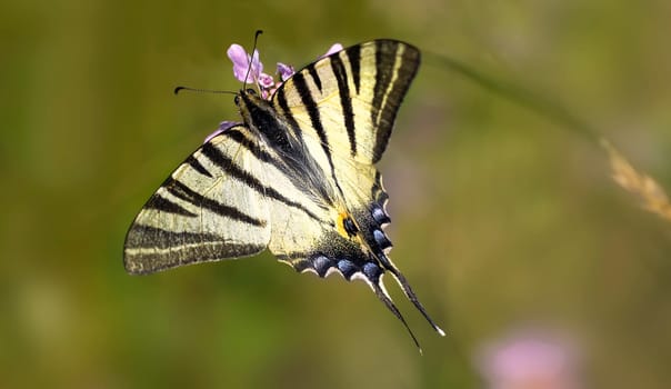 The King My Sail Butterfly