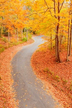 Winding alley in the fall park in Indiana