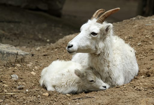 Dall sheep