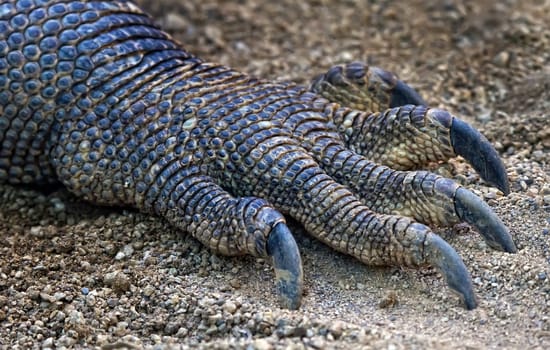 The claw belongs to the largest reptile lizard.