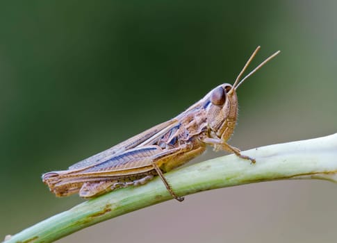 Grasshopper, macro approach in the wilderness, Mediterranean.