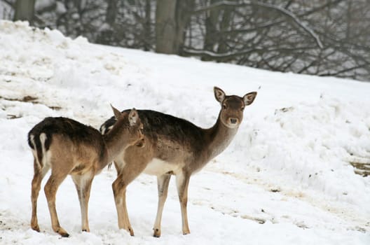 Fallow deer in winter