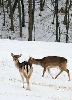 Fallow deer in winter