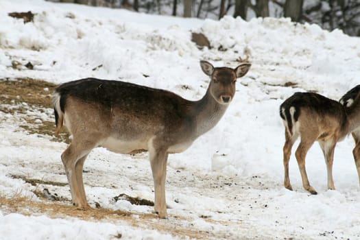 Fallow deer in winter