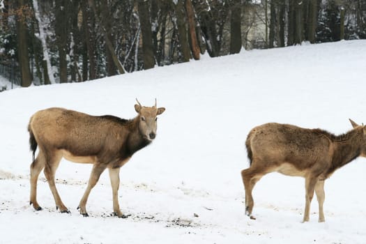 David's deer in the snow