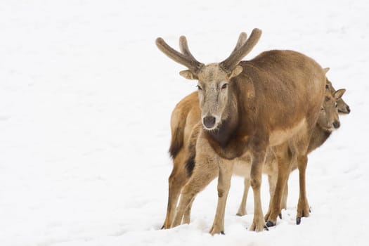 David's deer in the snow