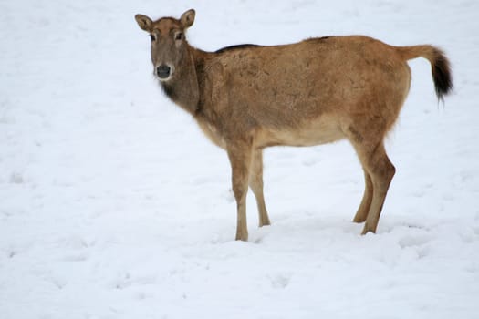 David's deer in the snow