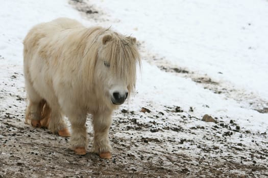 Pony in winter