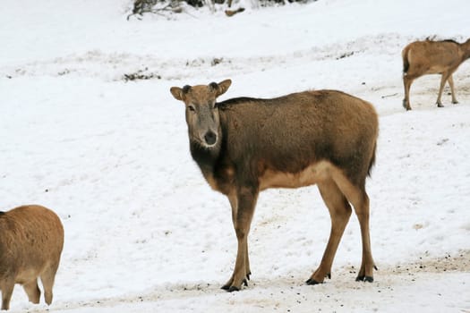 David's deer in the snow