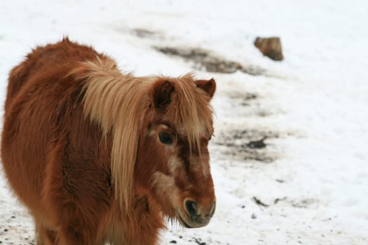 Pony in winter
