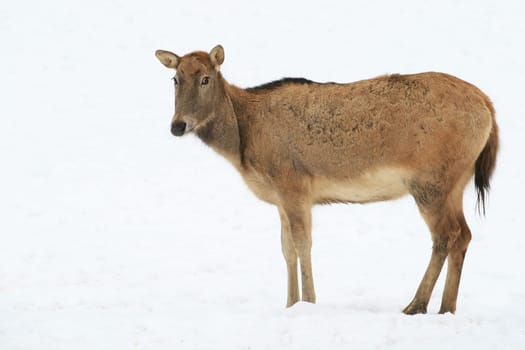 David's deer in the snow