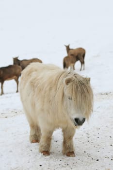 Pony in winter