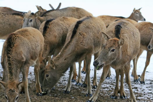 David's Deer