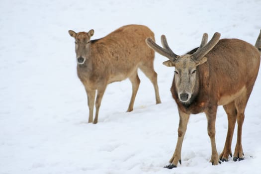 David's deer in the snow
