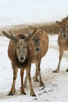 David's deer in the snow