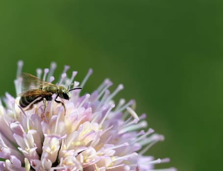 A very small furrow bee