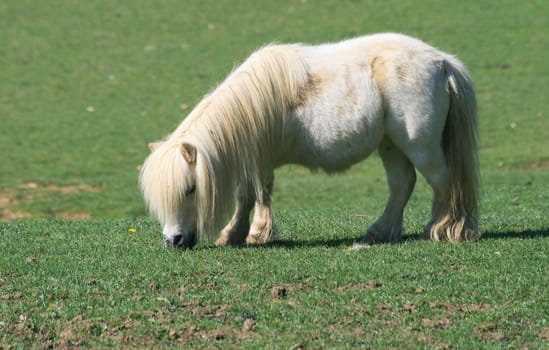 Pony