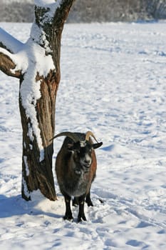 Goat in winter