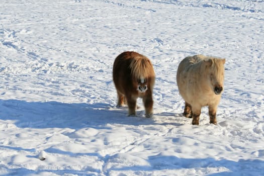 Pony in winter