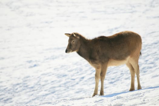 David's deer in winter