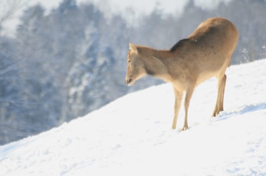 David's deer in winter