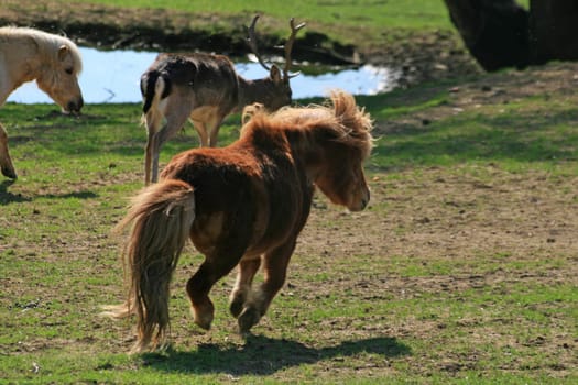 Pony