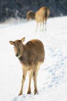 David's deer in winter