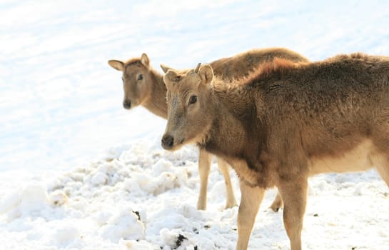 David's deer in the snow