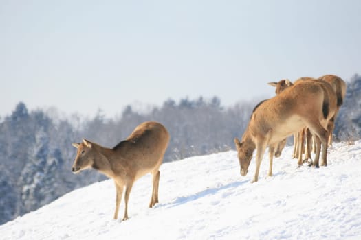 David's deer in winter