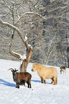 Animals in winter