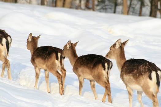 Fallow deer in winter