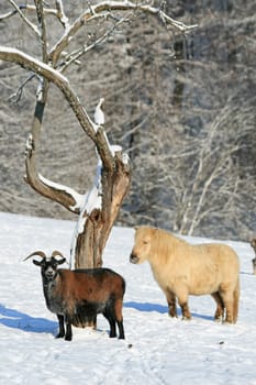 Animals in winter