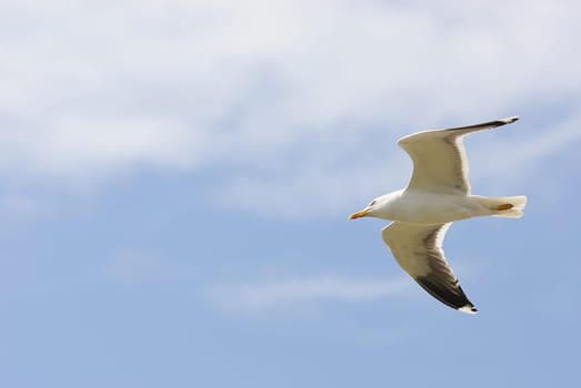 herring gull