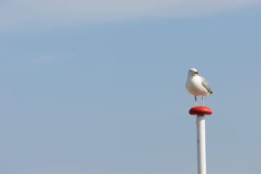 herring gull