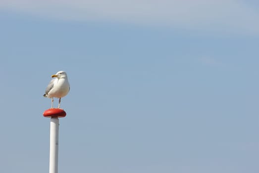 herring gull