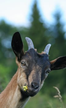 Billy goat
