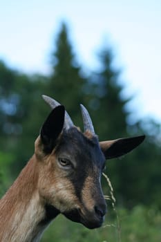 Billy goat