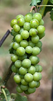 bunch of green grapes in the summer