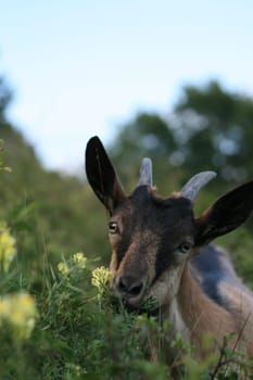 Billy goat