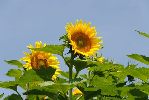 pair of sunflowers with blue sky