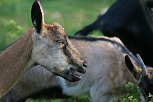 Billy goat